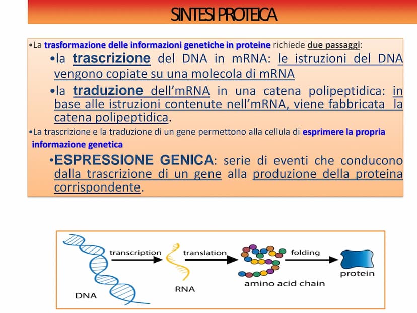 INFORMAZIONI GENETICHE
Nel DNA sono contenute le
"istruzioni" per sintetizzare le
diverse proteine
Ogni "porzione" di DNA che codifica per u
