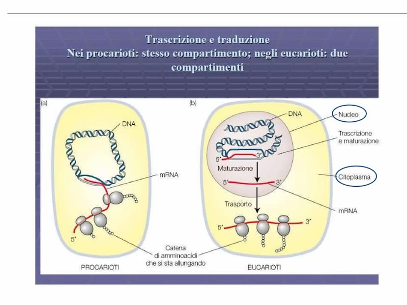 INFORMAZIONI GENETICHE
Nel DNA sono contenute le
"istruzioni" per sintetizzare le
diverse proteine
Ogni "porzione" di DNA che codifica per u