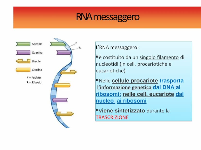 INFORMAZIONI GENETICHE
Nel DNA sono contenute le
"istruzioni" per sintetizzare le
diverse proteine
Ogni "porzione" di DNA che codifica per u