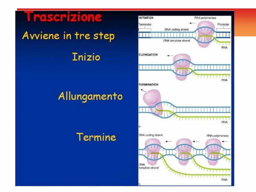 INFORMAZIONI GENETICHE
Nel DNA sono contenute le
"istruzioni" per sintetizzare le
diverse proteine
Ogni "porzione" di DNA che codifica per u