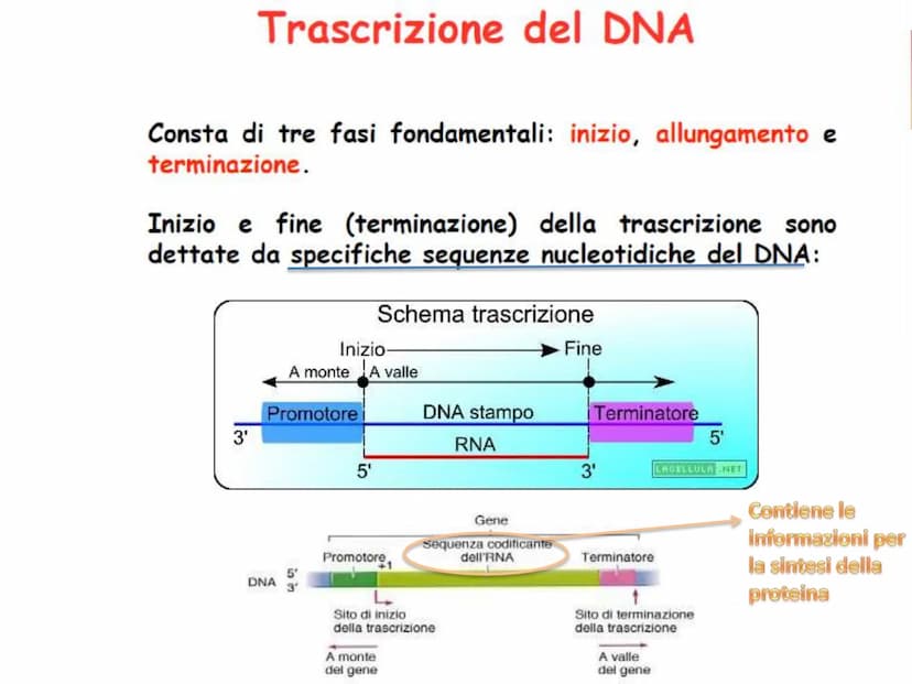 INFORMAZIONI GENETICHE
Nel DNA sono contenute le
"istruzioni" per sintetizzare le
diverse proteine
Ogni "porzione" di DNA che codifica per u