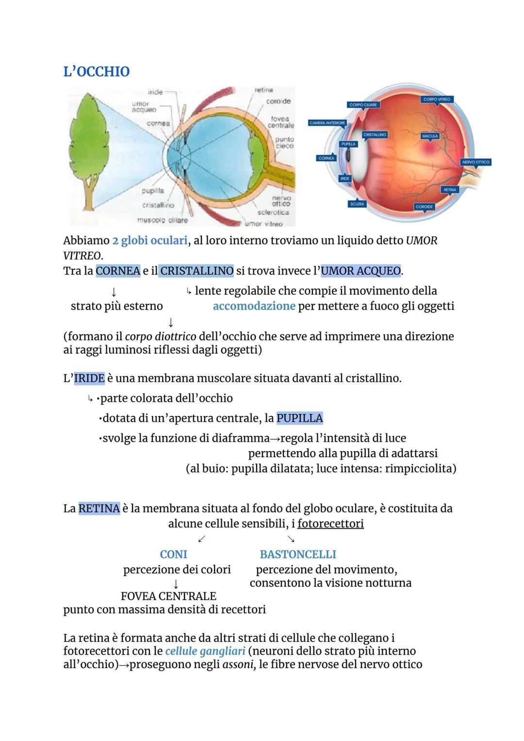 L'OCCHIO
iride
umor
acqueo
cornea
pupilla
cristallino
muscolo ciliare
↓
strato più esterno
retina
coroide
fovea
centrale
punto
cieco
nervo
a