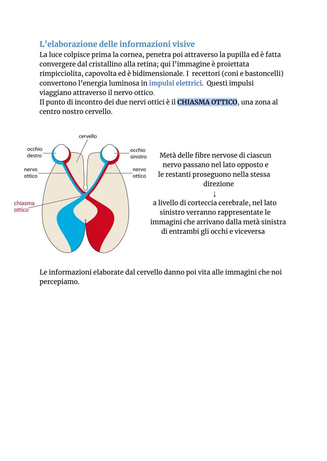 L'OCCHIO
iride
umor
acqueo
cornea
pupilla
cristallino
muscolo ciliare
↓
strato più esterno
retina
coroide
fovea
centrale
punto
cieco
nervo
a