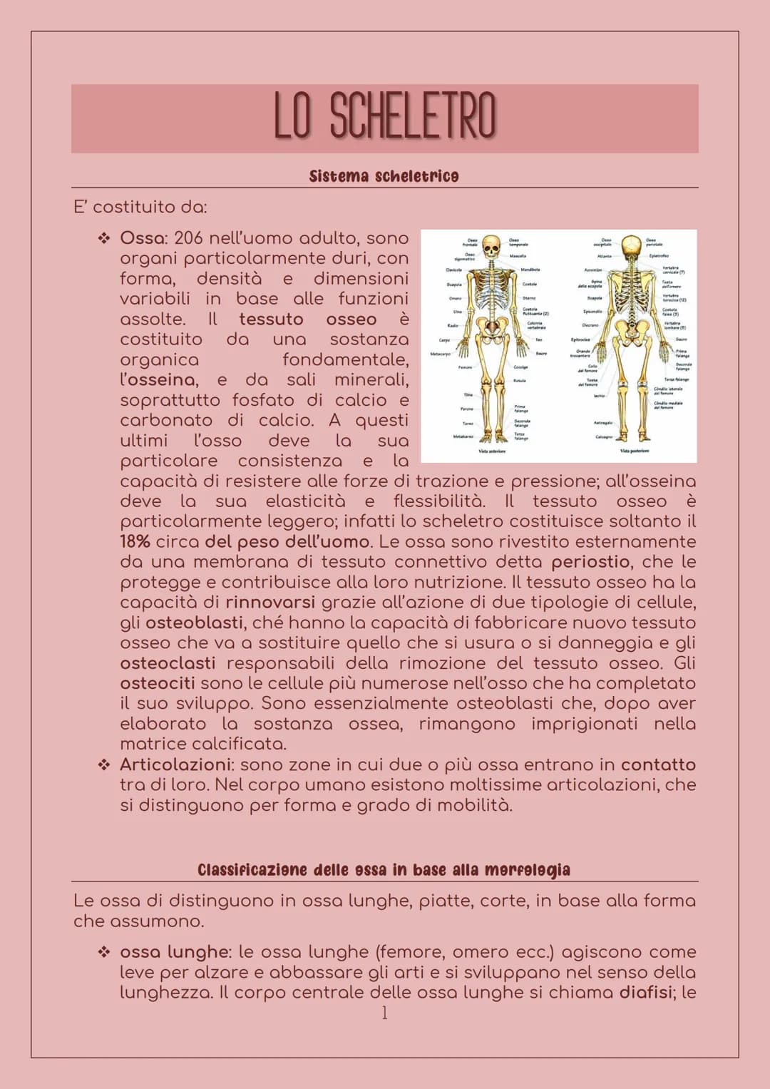 E' costituito da:
LO SCHELETRO
Sistema scheletrice
Ossa: 206 nell'uomo adulto, sono
organi particolarmente duri, con
forma, densità e dimens