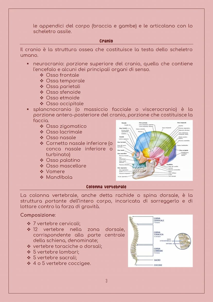 E' costituito da:
LO SCHELETRO
Sistema scheletrice
Ossa: 206 nell'uomo adulto, sono
organi particolarmente duri, con
forma, densità e dimens