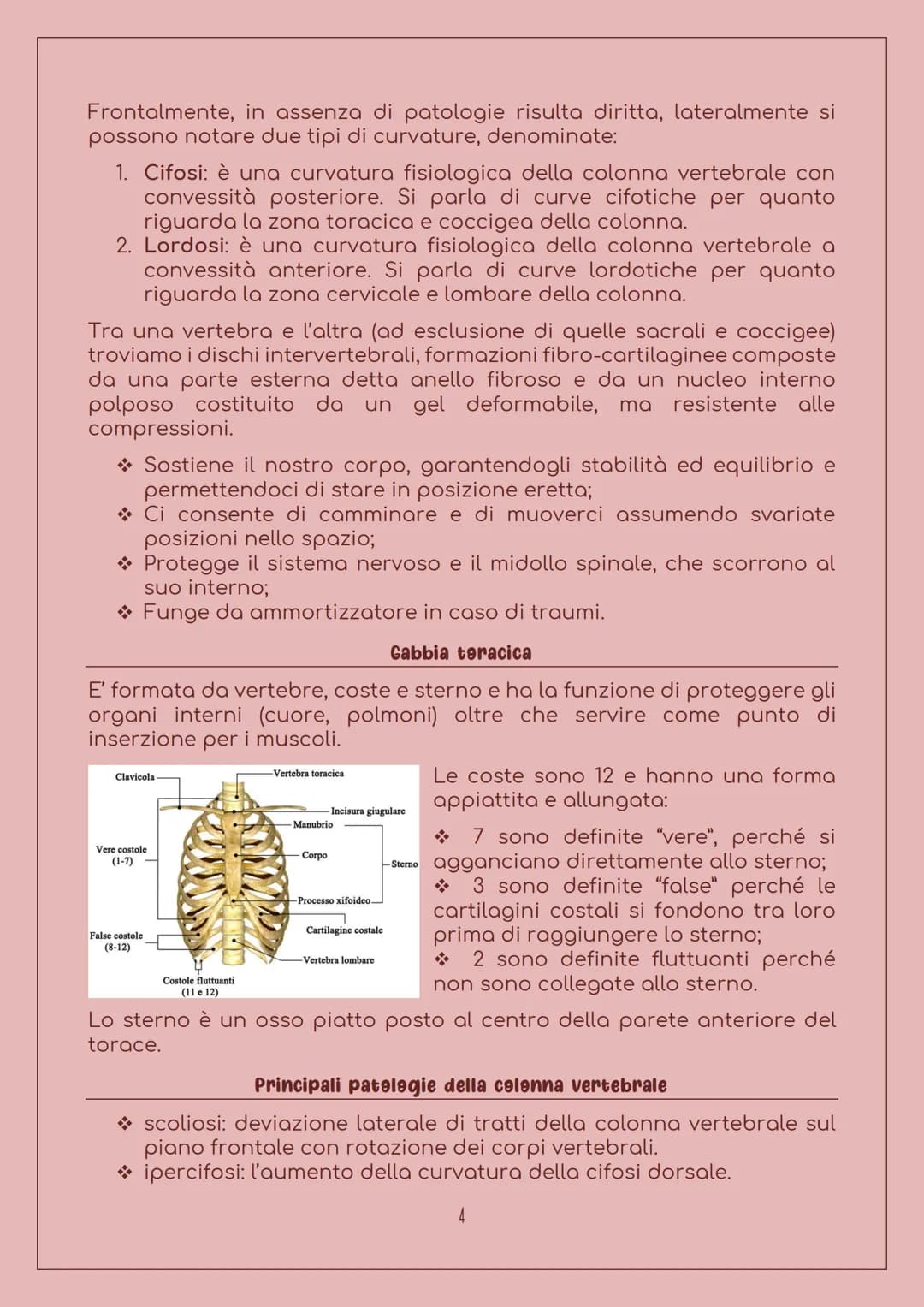E' costituito da:
LO SCHELETRO
Sistema scheletrice
Ossa: 206 nell'uomo adulto, sono
organi particolarmente duri, con
forma, densità e dimens