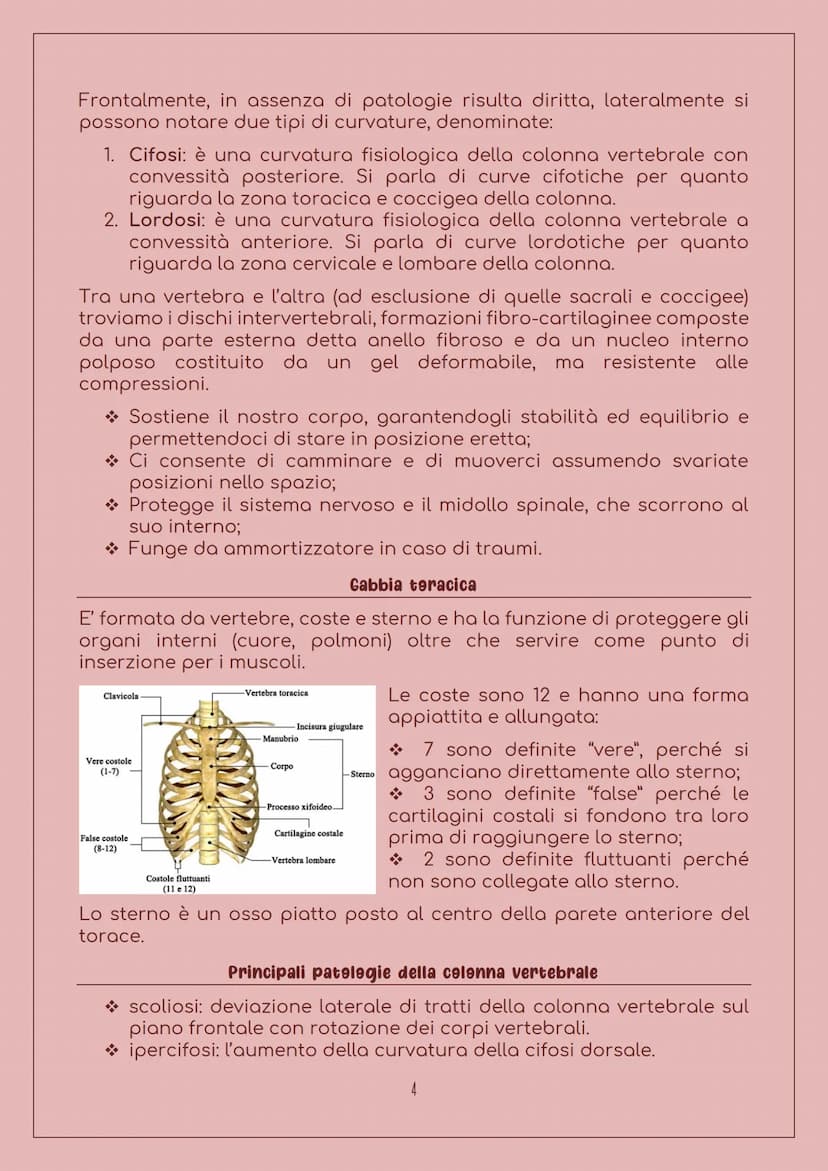 E' costituito da:
LO SCHELETRO
Sistema scheletrice
Ossa: 206 nell'uomo adulto, sono
organi particolarmente duri, con
forma, densità e dimens