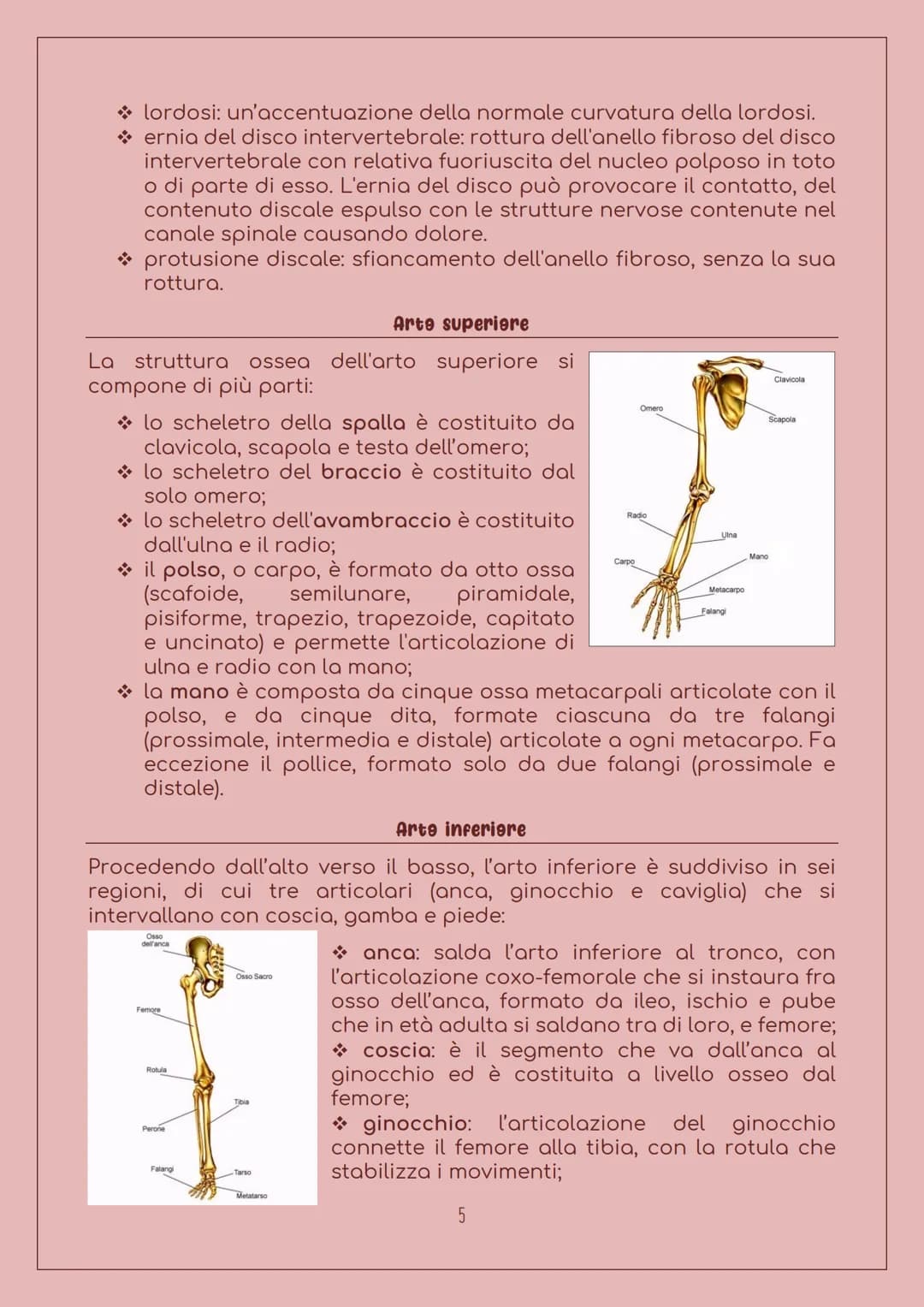 E' costituito da:
LO SCHELETRO
Sistema scheletrice
Ossa: 206 nell'uomo adulto, sono
organi particolarmente duri, con
forma, densità e dimens