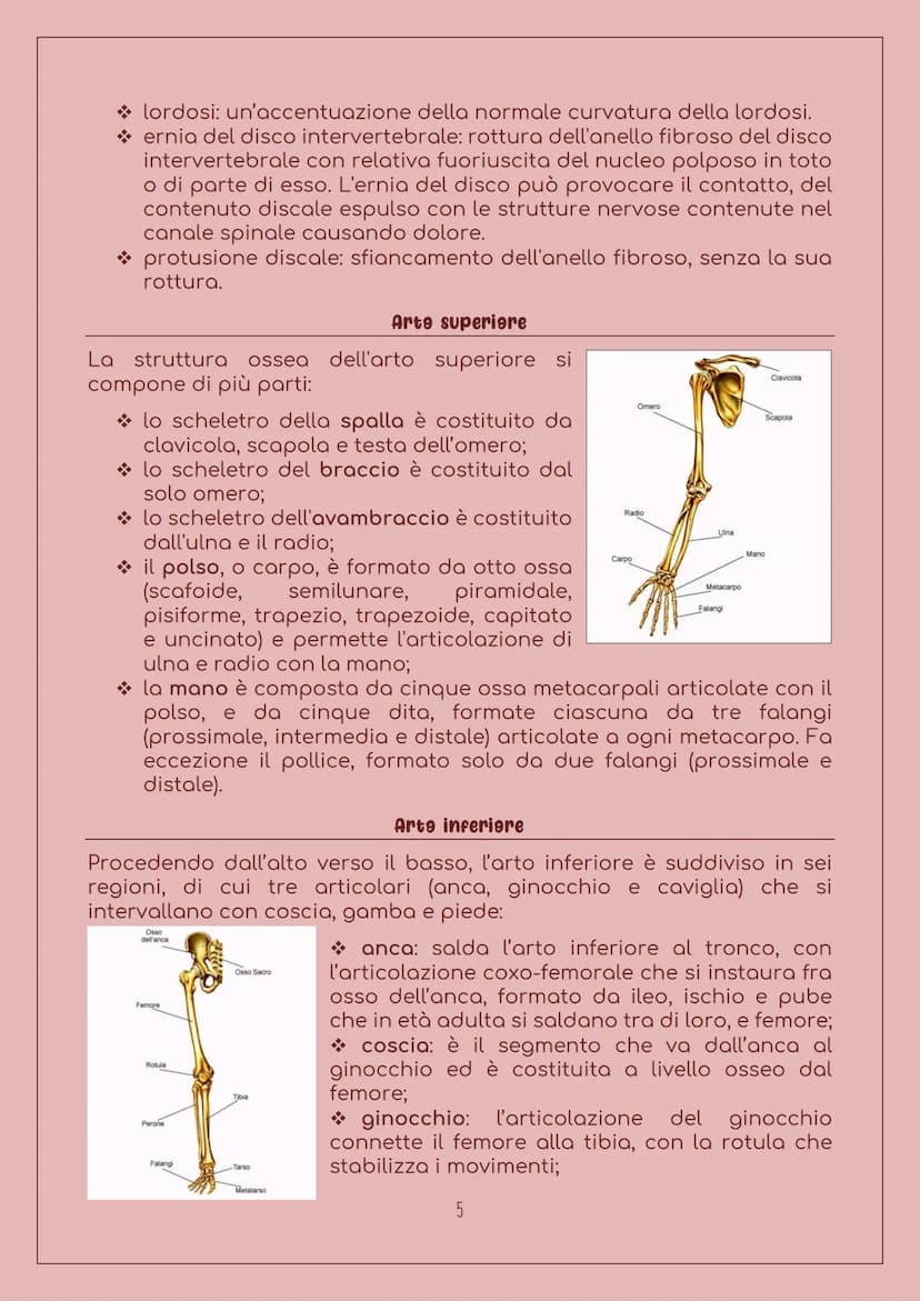 E' costituito da:
LO SCHELETRO
Sistema scheletrice
Ossa: 206 nell'uomo adulto, sono
organi particolarmente duri, con
forma, densità e dimens