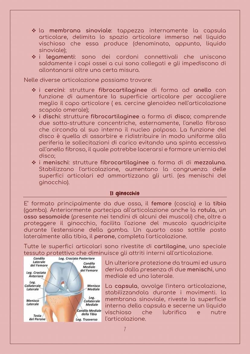 E' costituito da:
LO SCHELETRO
Sistema scheletrice
Ossa: 206 nell'uomo adulto, sono
organi particolarmente duri, con
forma, densità e dimens
