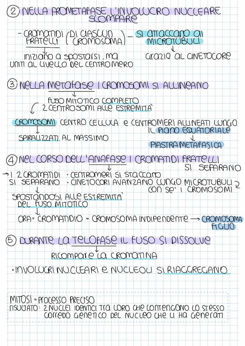 SCISSIONE BINARIA
CROMOSOMA
BATTERICO
REPUCAZIONE
searedazione
Mentre
DNA SI ROPUCA
FINE REP. INIZIO UTODIERESI → Sep 2 CELLULE AGUO
PROCARI