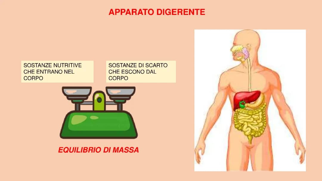Apparato digerente