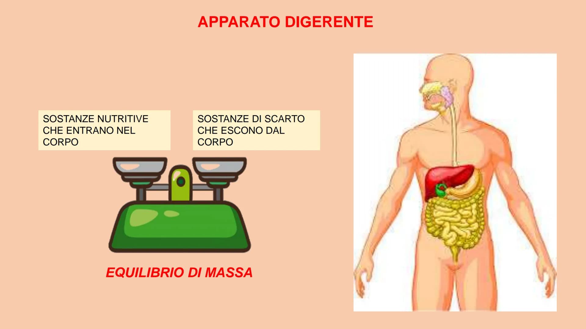 SOSTANZE NUTRITIVE
CHE ENTRANO NEL
CORPO
APPARATO DIGERENTE
SOSTANZE DI SCARTO
CHE ESCONO DAL
CORPO
S
EQUILIBRIO DI MASSA PROCESSAMENTO DEL 
