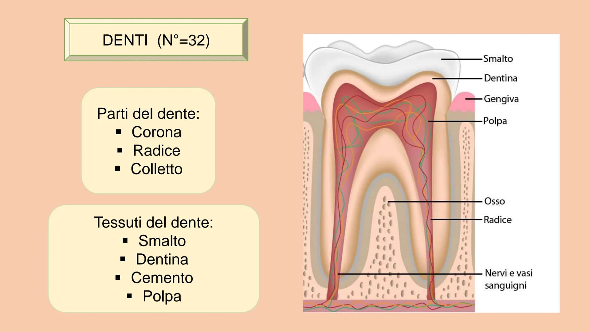 SOSTANZE NUTRITIVE
CHE ENTRANO NEL
CORPO
APPARATO DIGERENTE
SOSTANZE DI SCARTO
CHE ESCONO DAL
CORPO
S
EQUILIBRIO DI MASSA PROCESSAMENTO DEL 