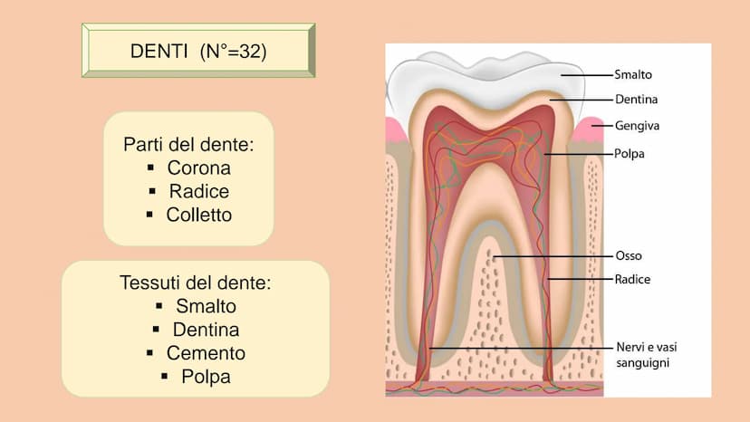 SOSTANZE NUTRITIVE
CHE ENTRANO NEL
CORPO
APPARATO DIGERENTE
SOSTANZE DI SCARTO
CHE ESCONO DAL
CORPO
S
EQUILIBRIO DI MASSA PROCESSAMENTO DEL 