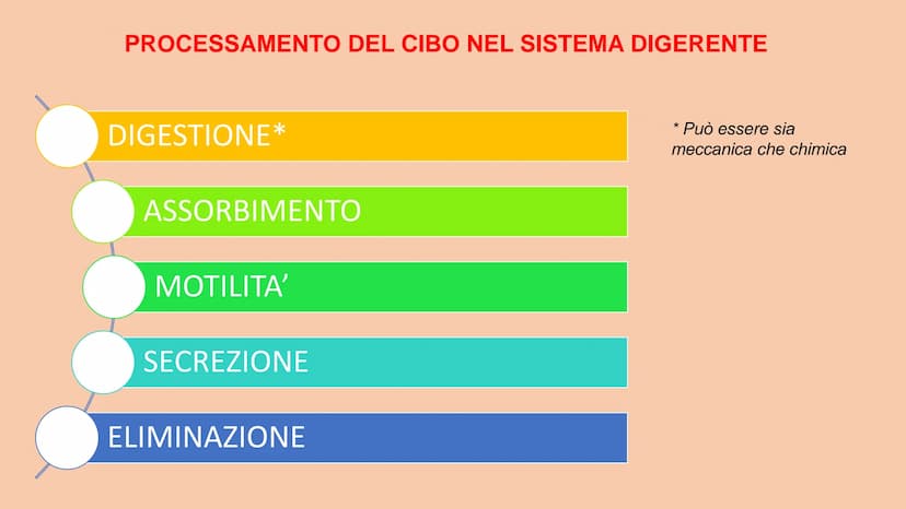SOSTANZE NUTRITIVE
CHE ENTRANO NEL
CORPO
APPARATO DIGERENTE
SOSTANZE DI SCARTO
CHE ESCONO DAL
CORPO
S
EQUILIBRIO DI MASSA PROCESSAMENTO DEL 