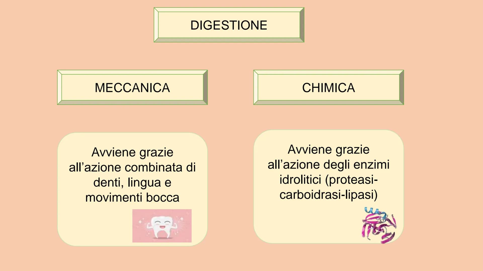 SOSTANZE NUTRITIVE
CHE ENTRANO NEL
CORPO
APPARATO DIGERENTE
SOSTANZE DI SCARTO
CHE ESCONO DAL
CORPO
S
EQUILIBRIO DI MASSA PROCESSAMENTO DEL 