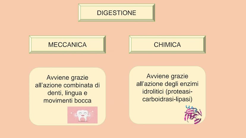 SOSTANZE NUTRITIVE
CHE ENTRANO NEL
CORPO
APPARATO DIGERENTE
SOSTANZE DI SCARTO
CHE ESCONO DAL
CORPO
S
EQUILIBRIO DI MASSA PROCESSAMENTO DEL 