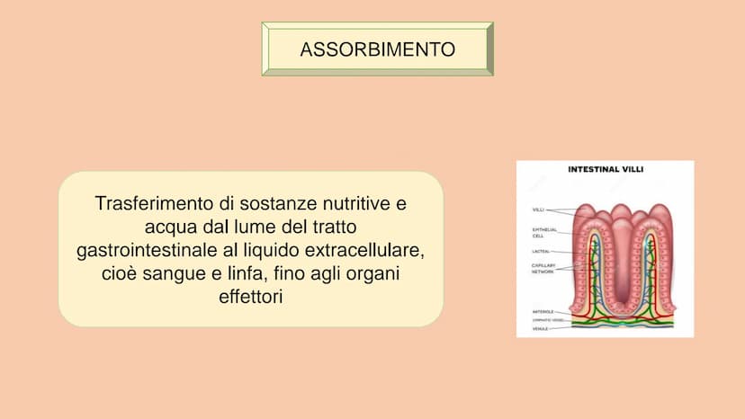SOSTANZE NUTRITIVE
CHE ENTRANO NEL
CORPO
APPARATO DIGERENTE
SOSTANZE DI SCARTO
CHE ESCONO DAL
CORPO
S
EQUILIBRIO DI MASSA PROCESSAMENTO DEL 