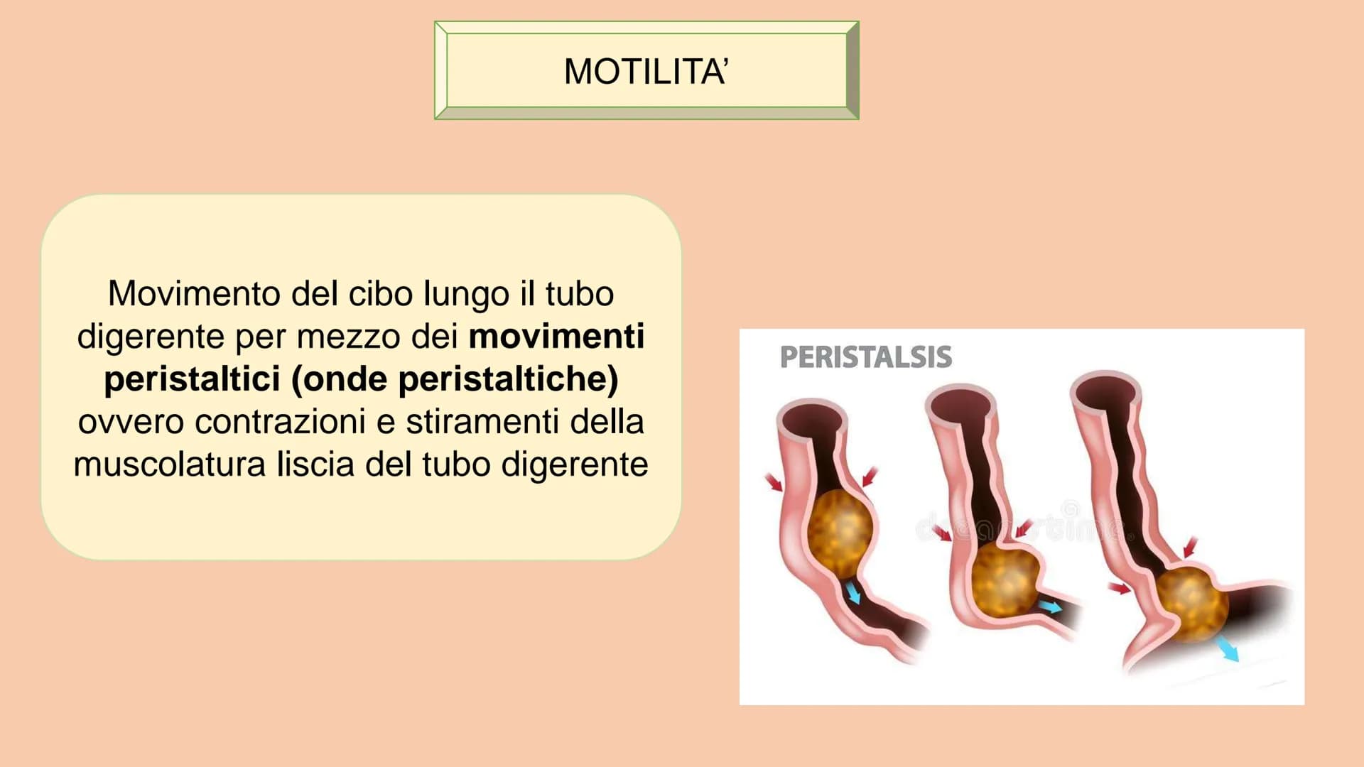SOSTANZE NUTRITIVE
CHE ENTRANO NEL
CORPO
APPARATO DIGERENTE
SOSTANZE DI SCARTO
CHE ESCONO DAL
CORPO
S
EQUILIBRIO DI MASSA PROCESSAMENTO DEL 