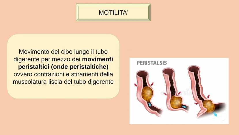 SOSTANZE NUTRITIVE
CHE ENTRANO NEL
CORPO
APPARATO DIGERENTE
SOSTANZE DI SCARTO
CHE ESCONO DAL
CORPO
S
EQUILIBRIO DI MASSA PROCESSAMENTO DEL 
