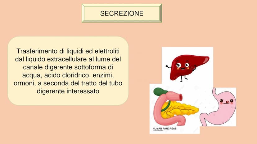 SOSTANZE NUTRITIVE
CHE ENTRANO NEL
CORPO
APPARATO DIGERENTE
SOSTANZE DI SCARTO
CHE ESCONO DAL
CORPO
S
EQUILIBRIO DI MASSA PROCESSAMENTO DEL 