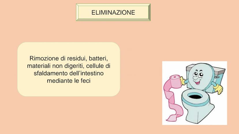 SOSTANZE NUTRITIVE
CHE ENTRANO NEL
CORPO
APPARATO DIGERENTE
SOSTANZE DI SCARTO
CHE ESCONO DAL
CORPO
S
EQUILIBRIO DI MASSA PROCESSAMENTO DEL 