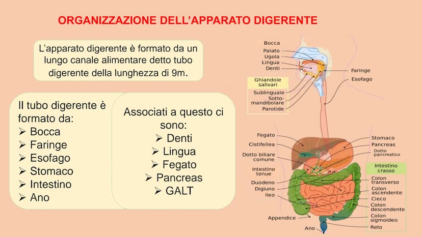 SOSTANZE NUTRITIVE
CHE ENTRANO NEL
CORPO
APPARATO DIGERENTE
SOSTANZE DI SCARTO
CHE ESCONO DAL
CORPO
S
EQUILIBRIO DI MASSA PROCESSAMENTO DEL 