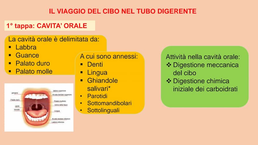 SOSTANZE NUTRITIVE
CHE ENTRANO NEL
CORPO
APPARATO DIGERENTE
SOSTANZE DI SCARTO
CHE ESCONO DAL
CORPO
S
EQUILIBRIO DI MASSA PROCESSAMENTO DEL 