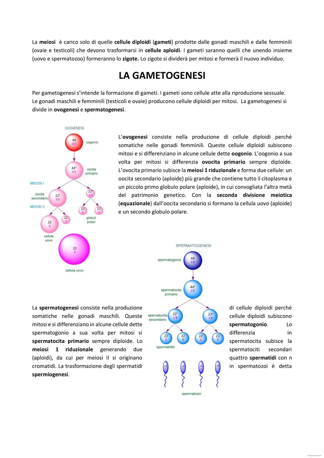 IL DNA
Il DNA rappresenta la traduzione di quello che noi abbiamo detto è l'informazione genetica. La molecola del
DNA è costituita da 2 fil