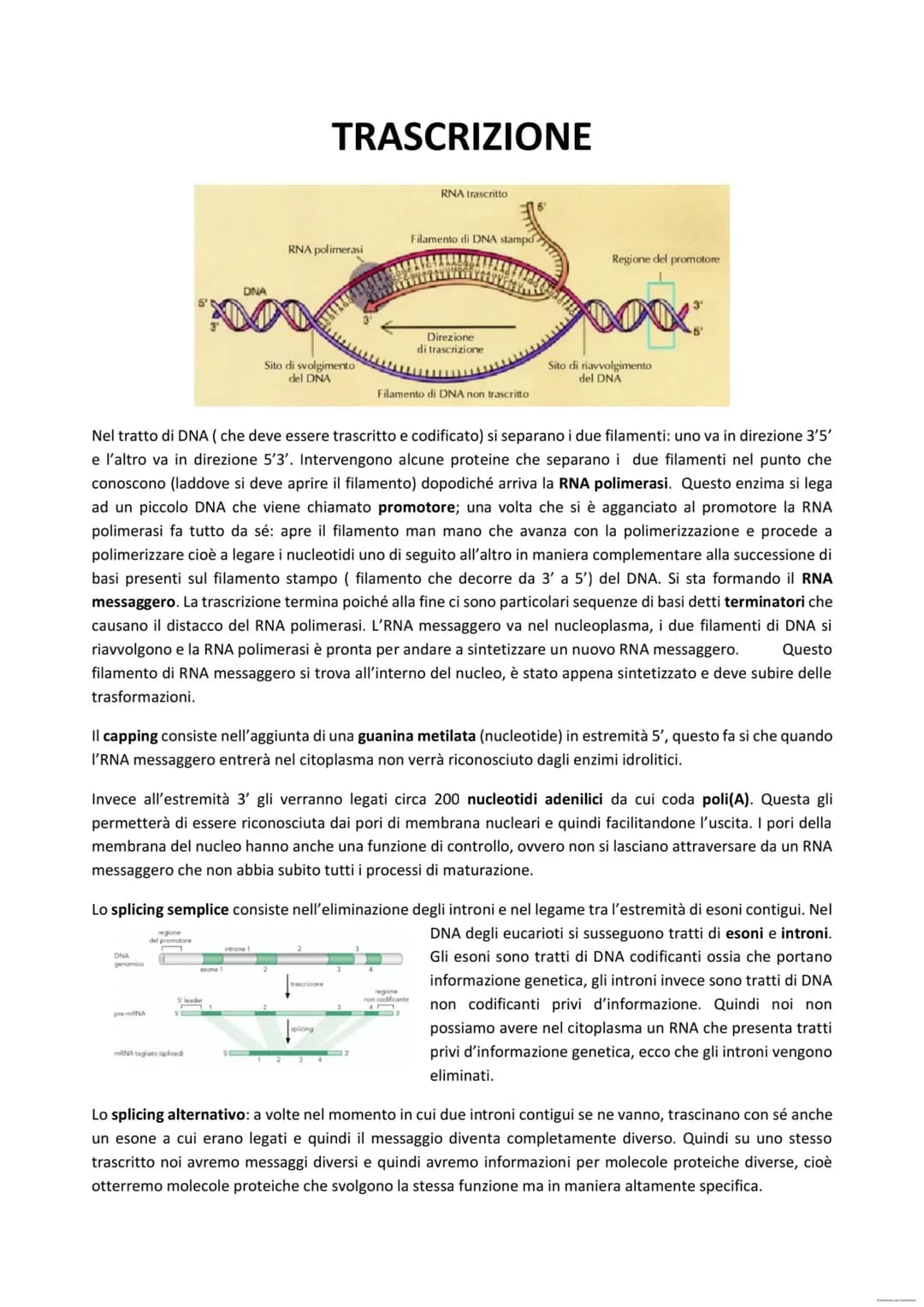 IL DNA
Il DNA rappresenta la traduzione di quello che noi abbiamo detto è l'informazione genetica. La molecola del
DNA è costituita da 2 fil
