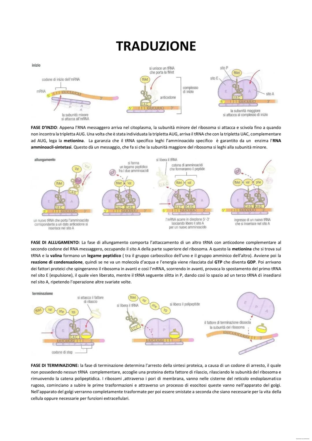 IL DNA
Il DNA rappresenta la traduzione di quello che noi abbiamo detto è l'informazione genetica. La molecola del
DNA è costituita da 2 fil