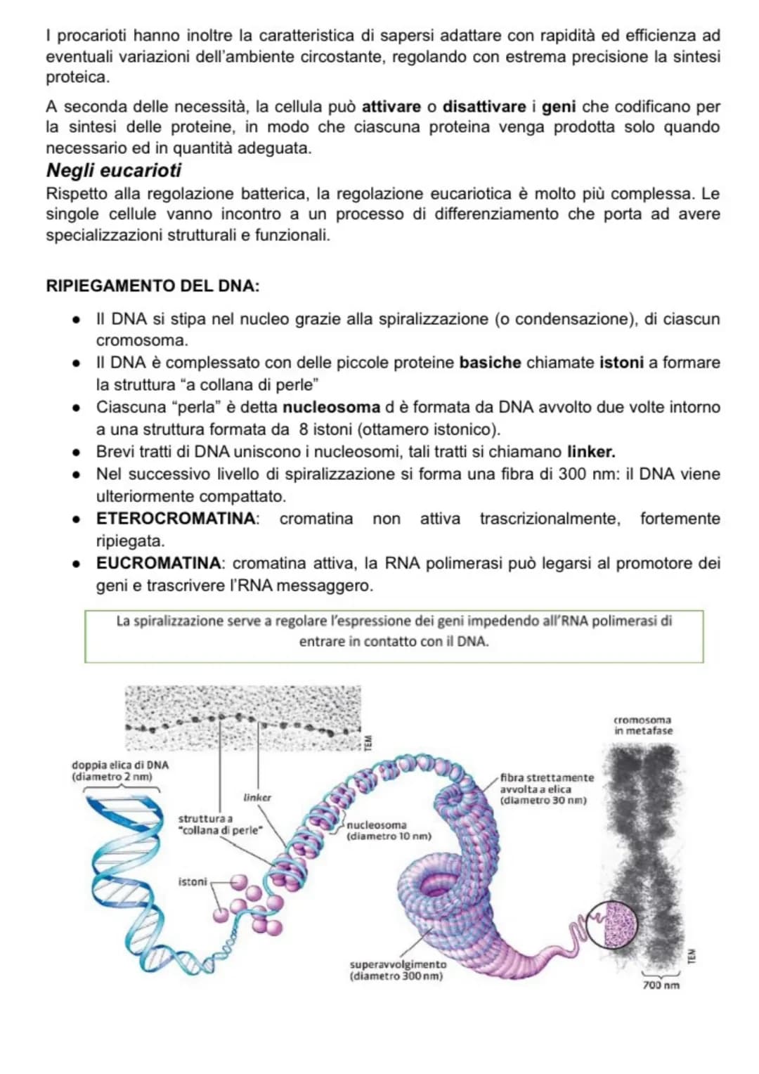 
<p>La trascrizione del DNA è il processo attraverso il quale un gene viene copiato in una molecola di RNA. Questa è un'importante fase che 