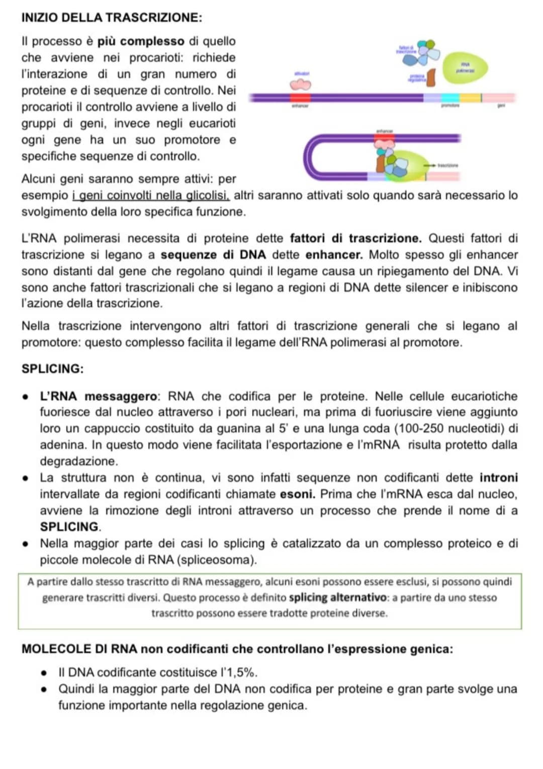 
<p>La trascrizione del DNA è il processo attraverso il quale un gene viene copiato in una molecola di RNA. Questa è un'importante fase che 