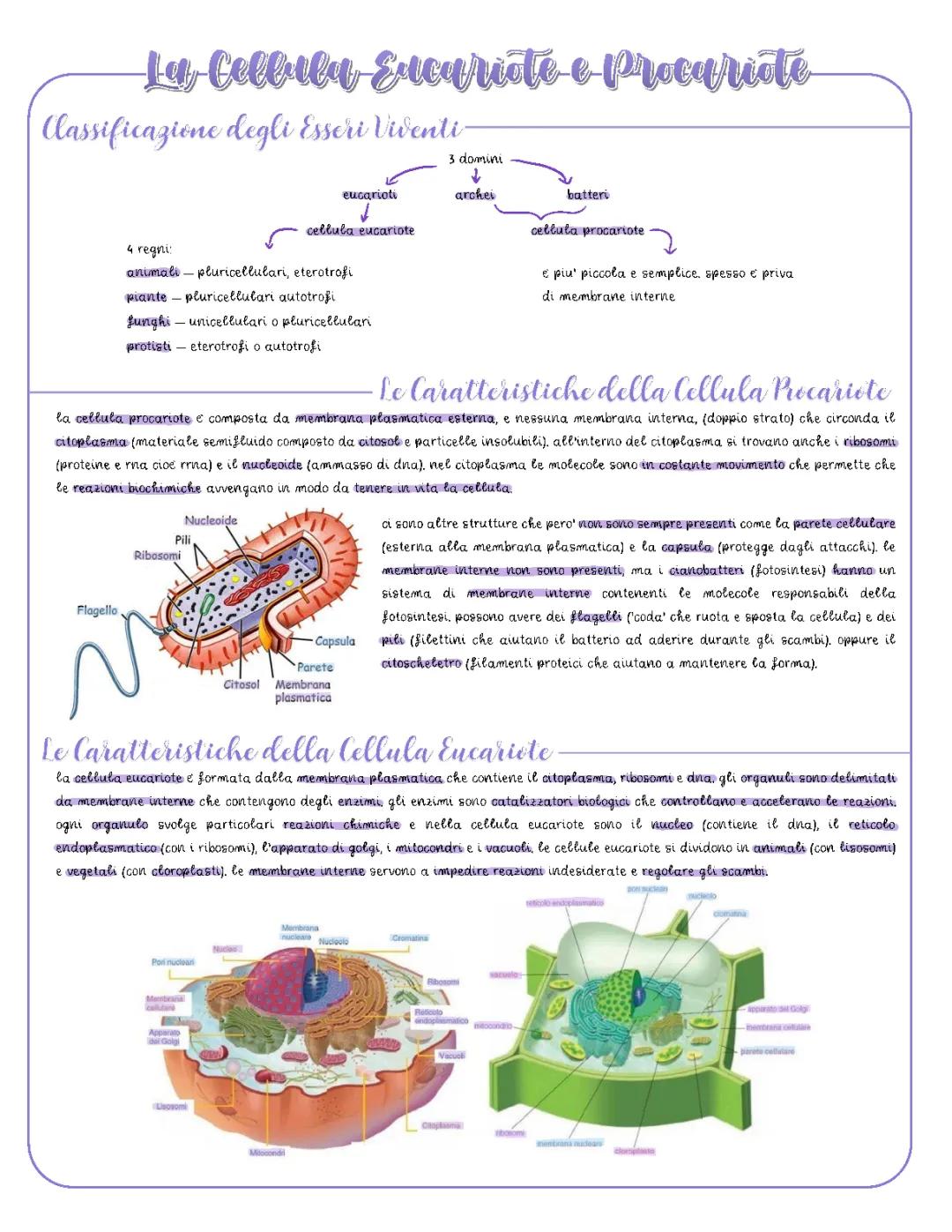 Differenze Tra Cellula Eucariote e Procariote per Bambini - PDF e Schema Facile