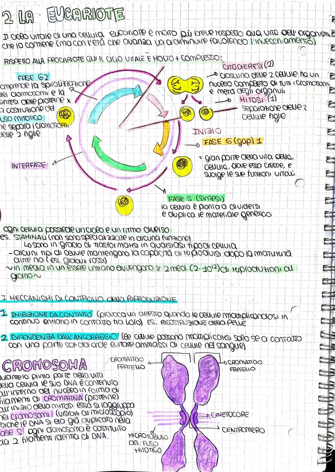 La divisione cellulare
nel nostro corpo in ogni momento le cellule si moltiplicano
JOOG
LA DIVISIONE CELLVIARE è le processo attraverso le q