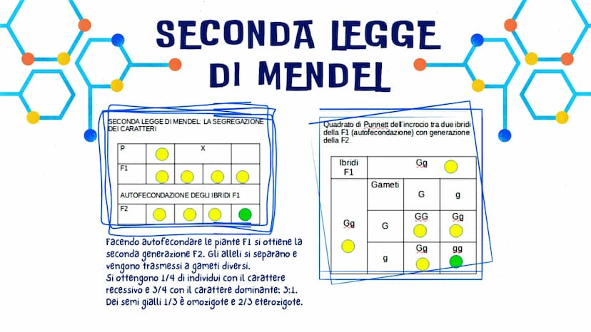 LA GENETICA
GLO, CAROL E LUDO
OFE LA GENETICA STUDIA
DNA
La trasmissione dei caratteri da una
generazione all'altra. I caratteri ereditari s