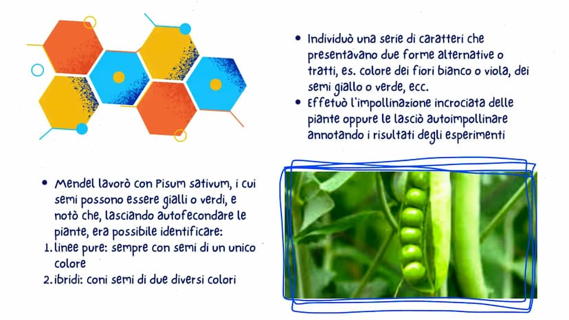 LA GENETICA
GLO, CAROL E LUDO
OFE LA GENETICA STUDIA
DNA
La trasmissione dei caratteri da una
generazione all'altra. I caratteri ereditari s