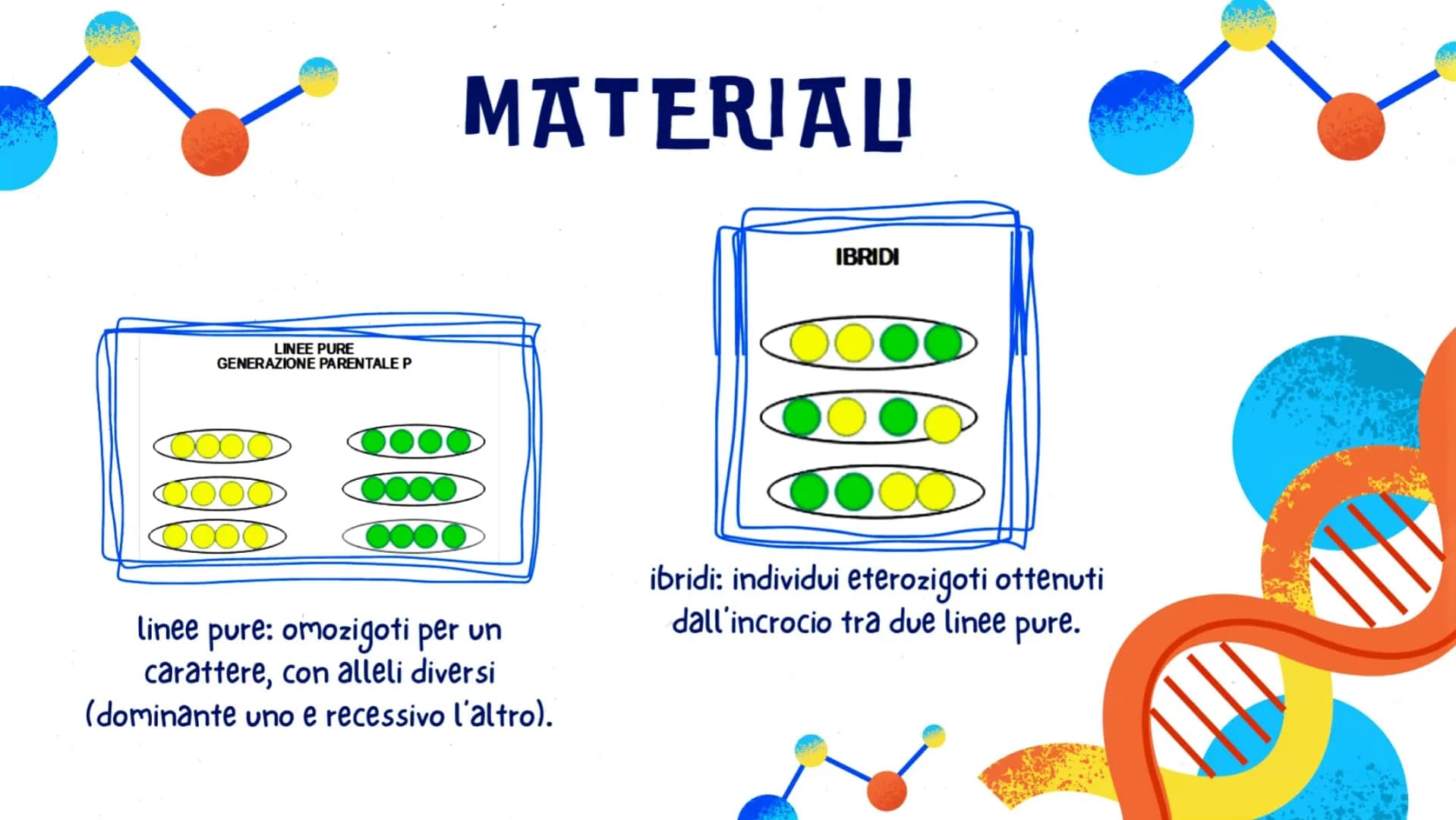 LA GENETICA
GLO, CAROL E LUDO
OFE LA GENETICA STUDIA
DNA
La trasmissione dei caratteri da una
generazione all'altra. I caratteri ereditari s
