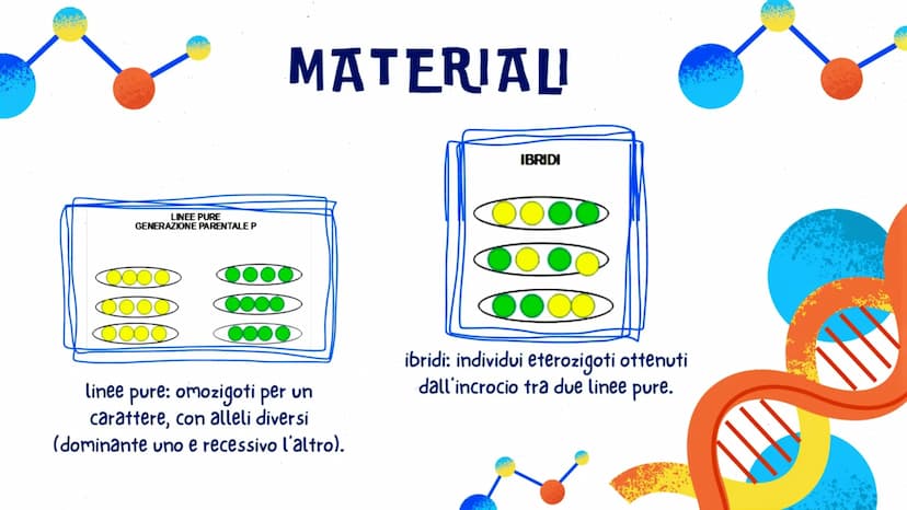 LA GENETICA
GLO, CAROL E LUDO
OFE LA GENETICA STUDIA
DNA
La trasmissione dei caratteri da una
generazione all'altra. I caratteri ereditari s