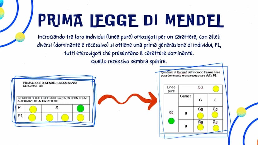 LA GENETICA
GLO, CAROL E LUDO
OFE LA GENETICA STUDIA
DNA
La trasmissione dei caratteri da una
generazione all'altra. I caratteri ereditari s