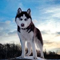 user profile picture