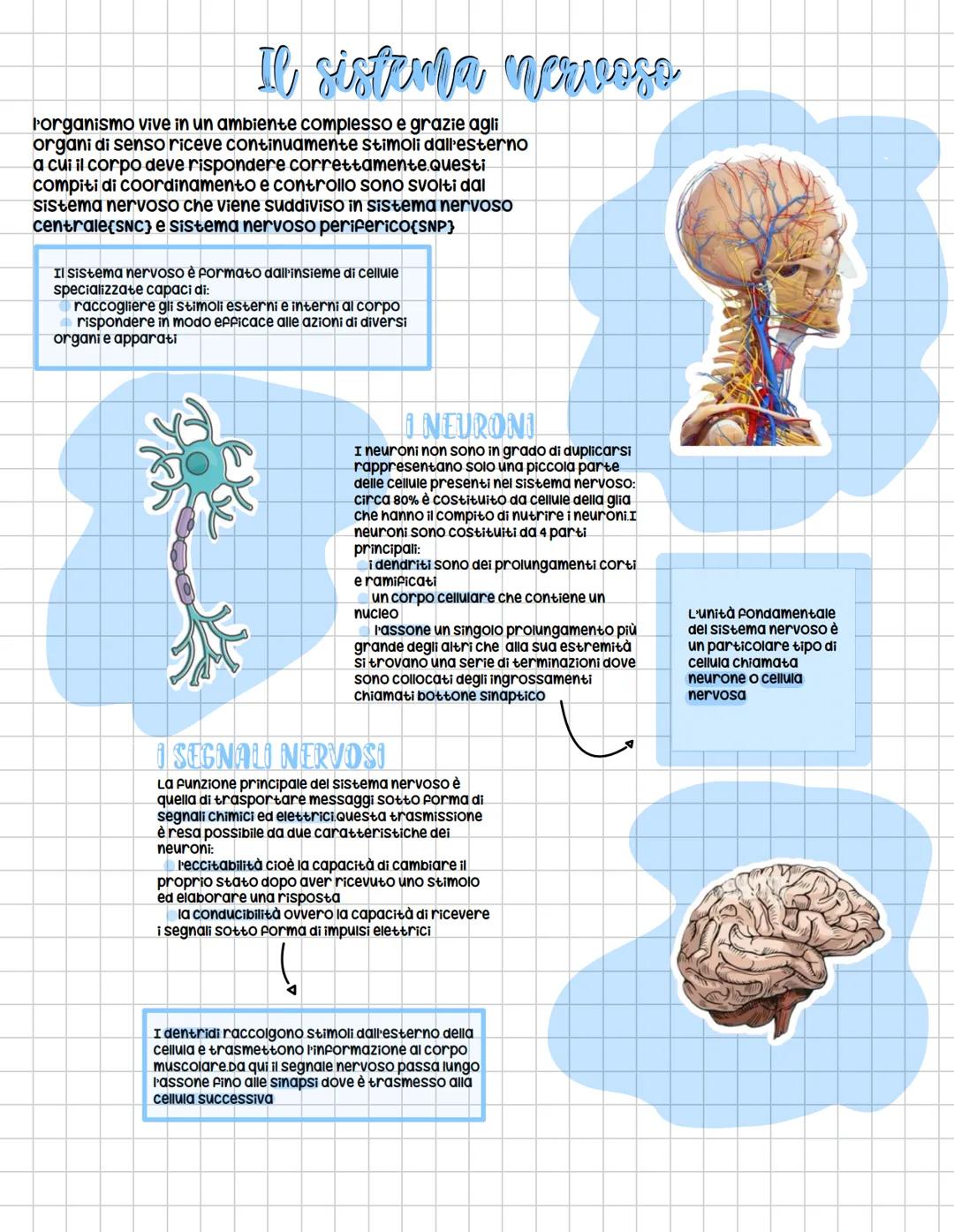 Il sistema nervoso
l'organismo vive in un ambiente complesso e grazie agli
organi di senso riceve continuamente Stimoli dall'esterno
a cui i