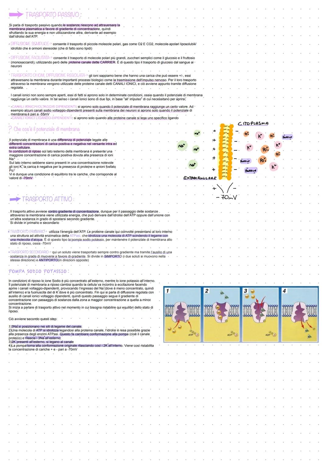 Classificazione degli esseri viventi
Possono inoltrè esseri classificati in base ai
meccanismi con cui generano energia necessaria alla
loro