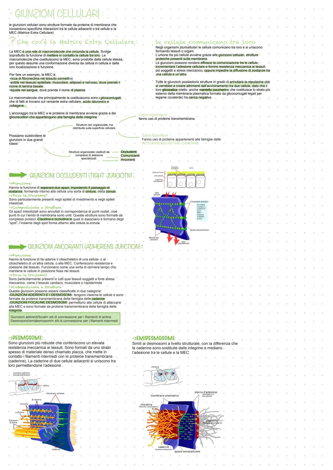 Classificazione degli esseri viventi
Possono inoltrè esseri classificati in base ai
meccanismi con cui generano energia necessaria alla
loro