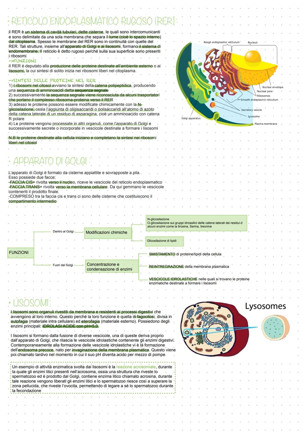 Classificazione degli esseri viventi
Possono inoltrè esseri classificati in base ai
meccanismi con cui generano energia necessaria alla
loro