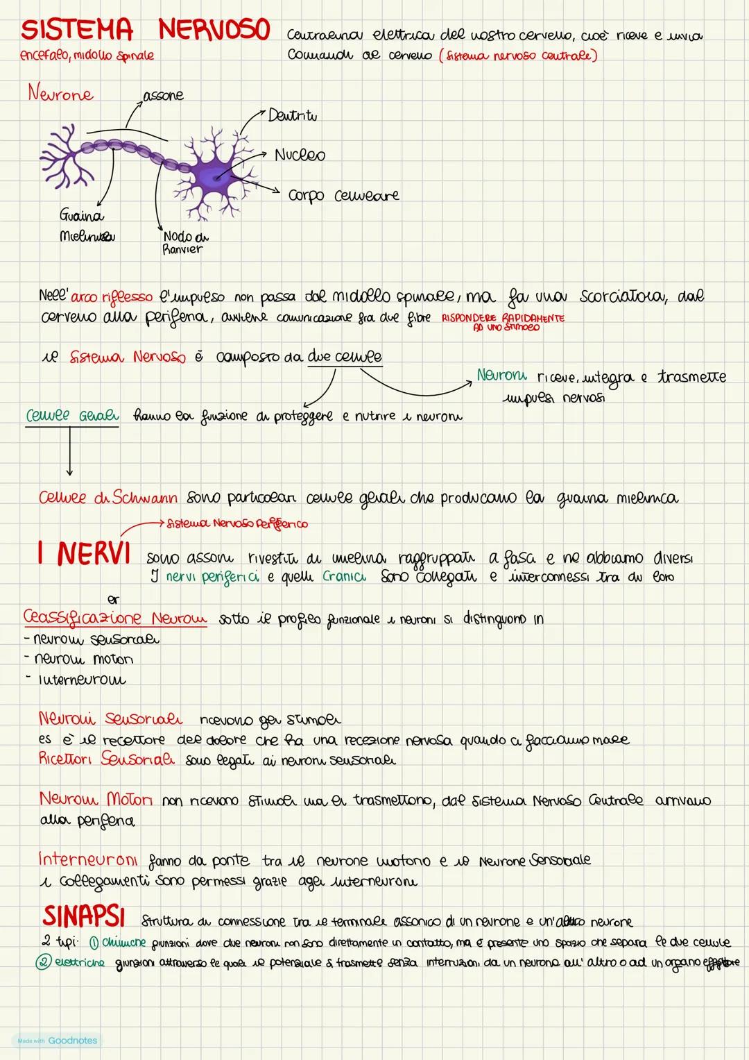 SISTEMA NERVOSO Contraeina elettrica del vostro cervello, cioe riceve e invia
encefalo, midollo Spinale
Counamon ae cerveno (sistema nervoso