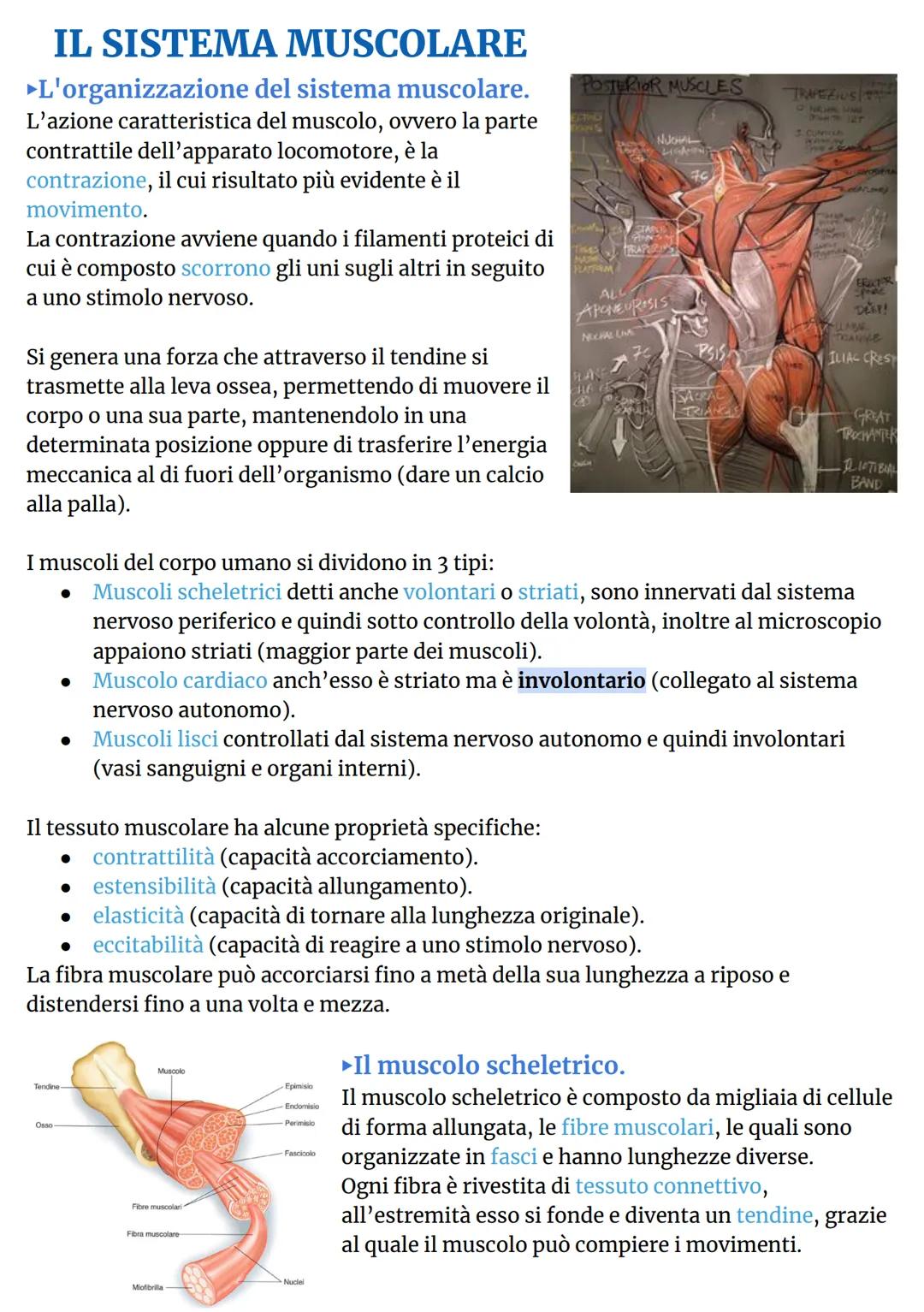 # IL SISTEMA MUSCOLARE
►L'organizzazione del sistema muscolare.
L'azione caratteristica del muscolo, ovvero la parte
contrattile dell'appar