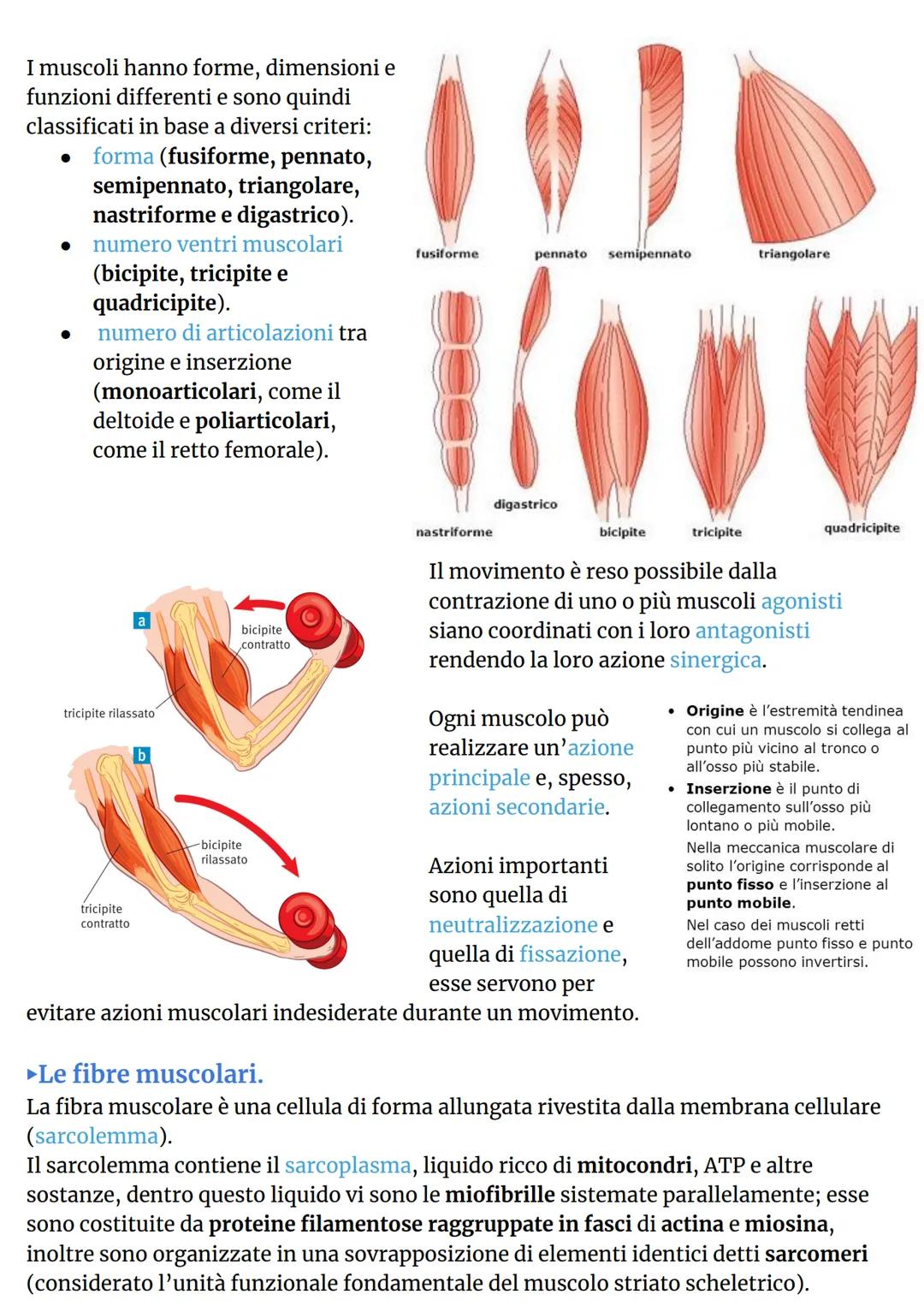 # IL SISTEMA MUSCOLARE
►L'organizzazione del sistema muscolare.
L'azione caratteristica del muscolo, ovvero la parte
contrattile dell'appar
