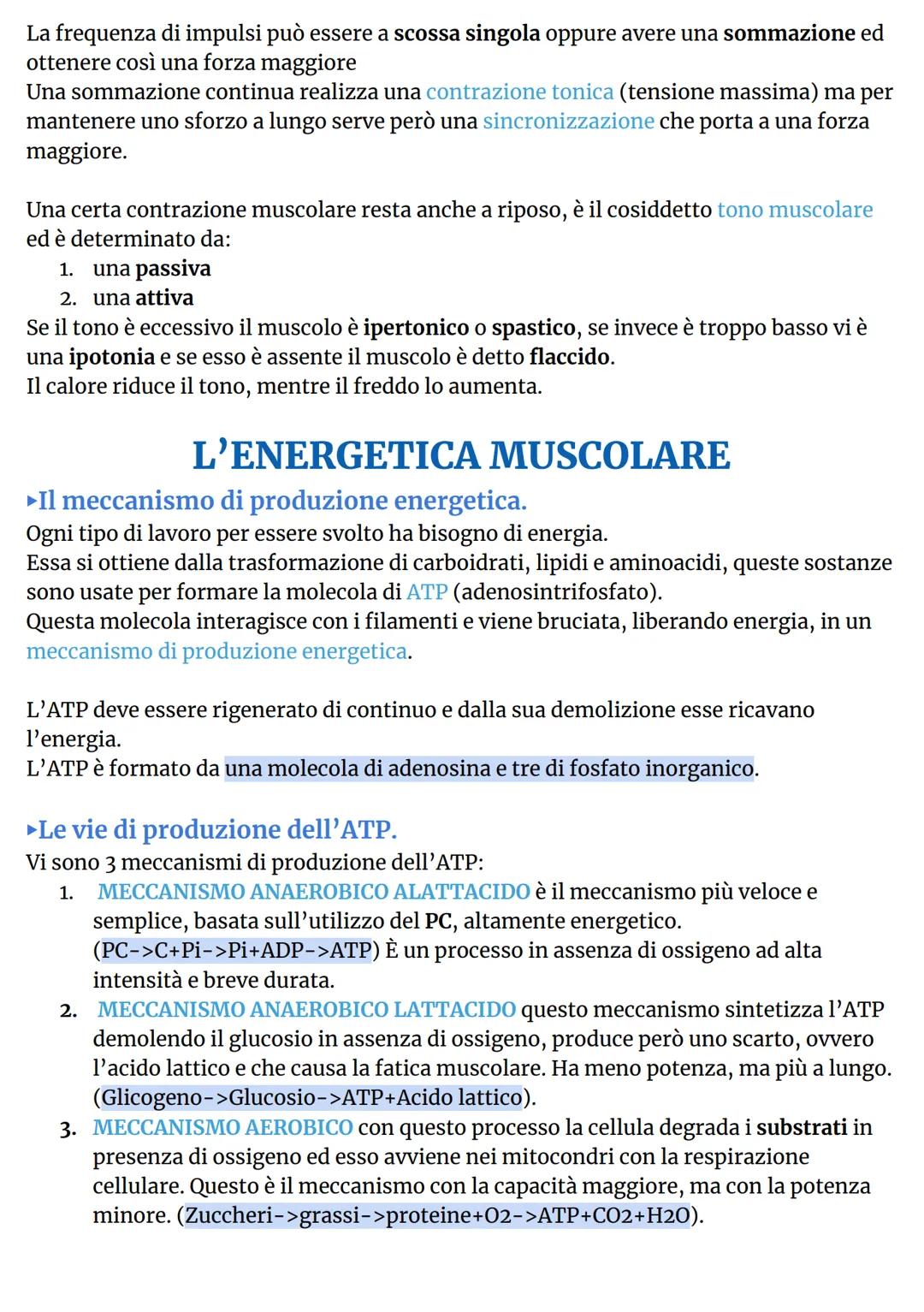 # IL SISTEMA MUSCOLARE
►L'organizzazione del sistema muscolare.
L'azione caratteristica del muscolo, ovvero la parte
contrattile dell'appar